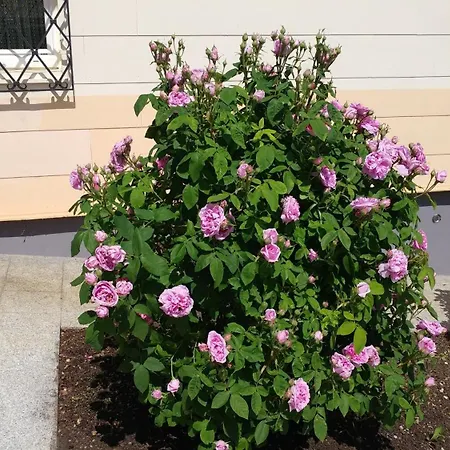 Bilek Apartamento *